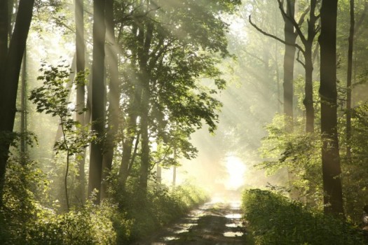 Forest, sunlight, path, trail, Kingdom of God, New Earth, New Heaven and Earth